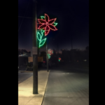 Poinsettias West Maple by Tyson Plant 1